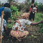 Travail agricole et récolte de manioc en Afrique de l’Ouest